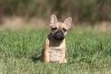 BOULEDOGUE FRANCAIS 574